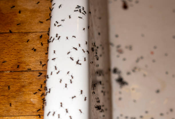 Best Best Pest Control Companies  in Trumansburg, NY