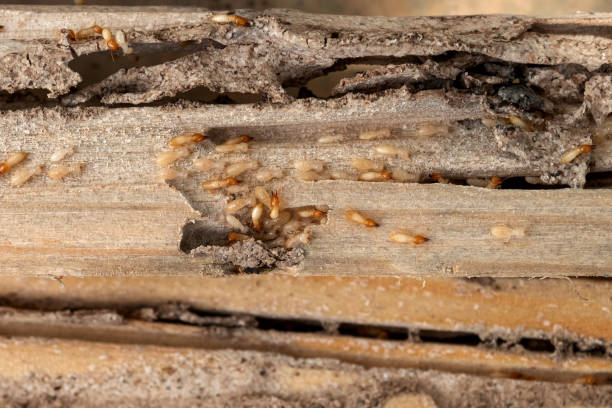 Best Pest Control Near Me  in Trumansburg, NY